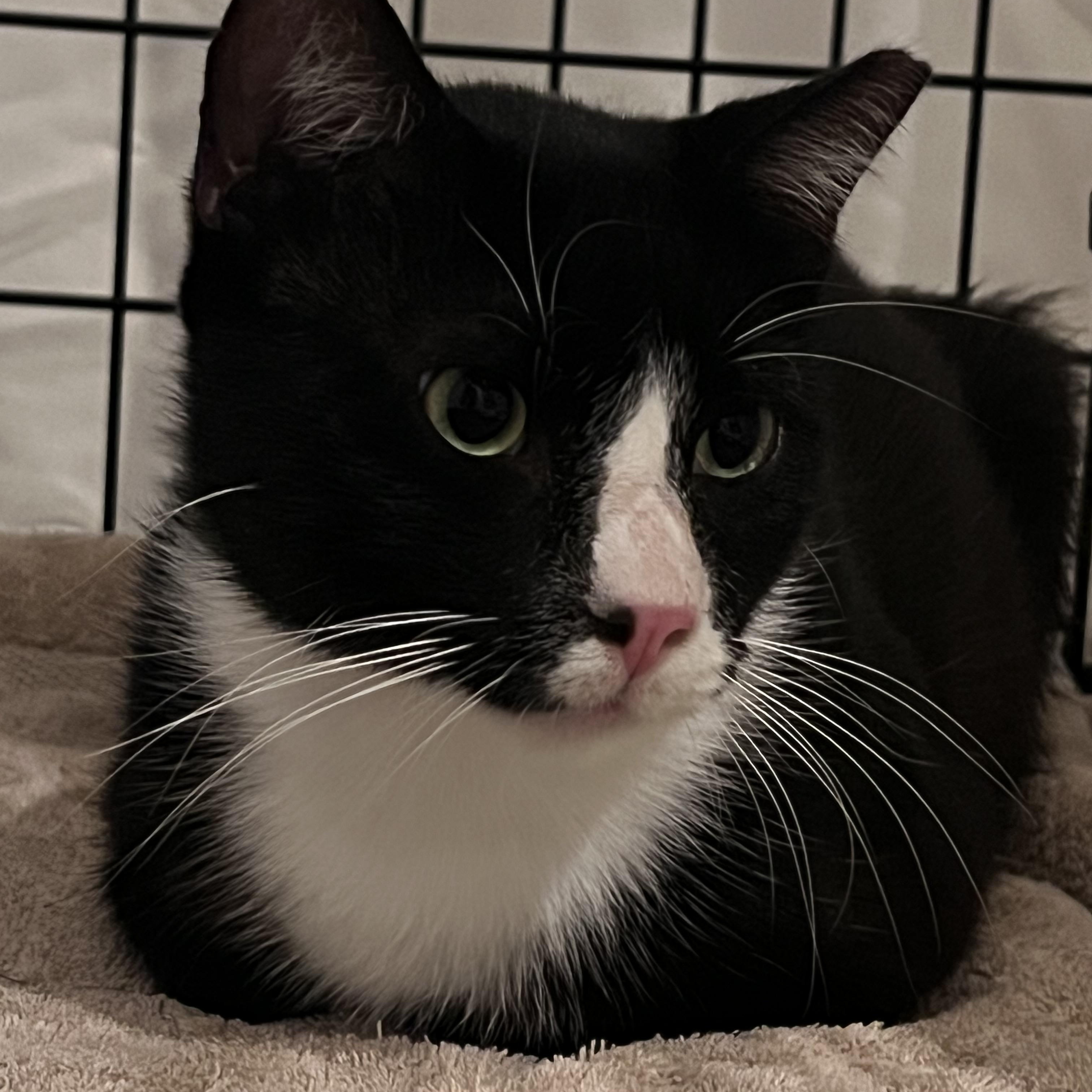 Enlarge Gizmo, an adopted Tuxedo in Ormond Beach, FL image 1/5