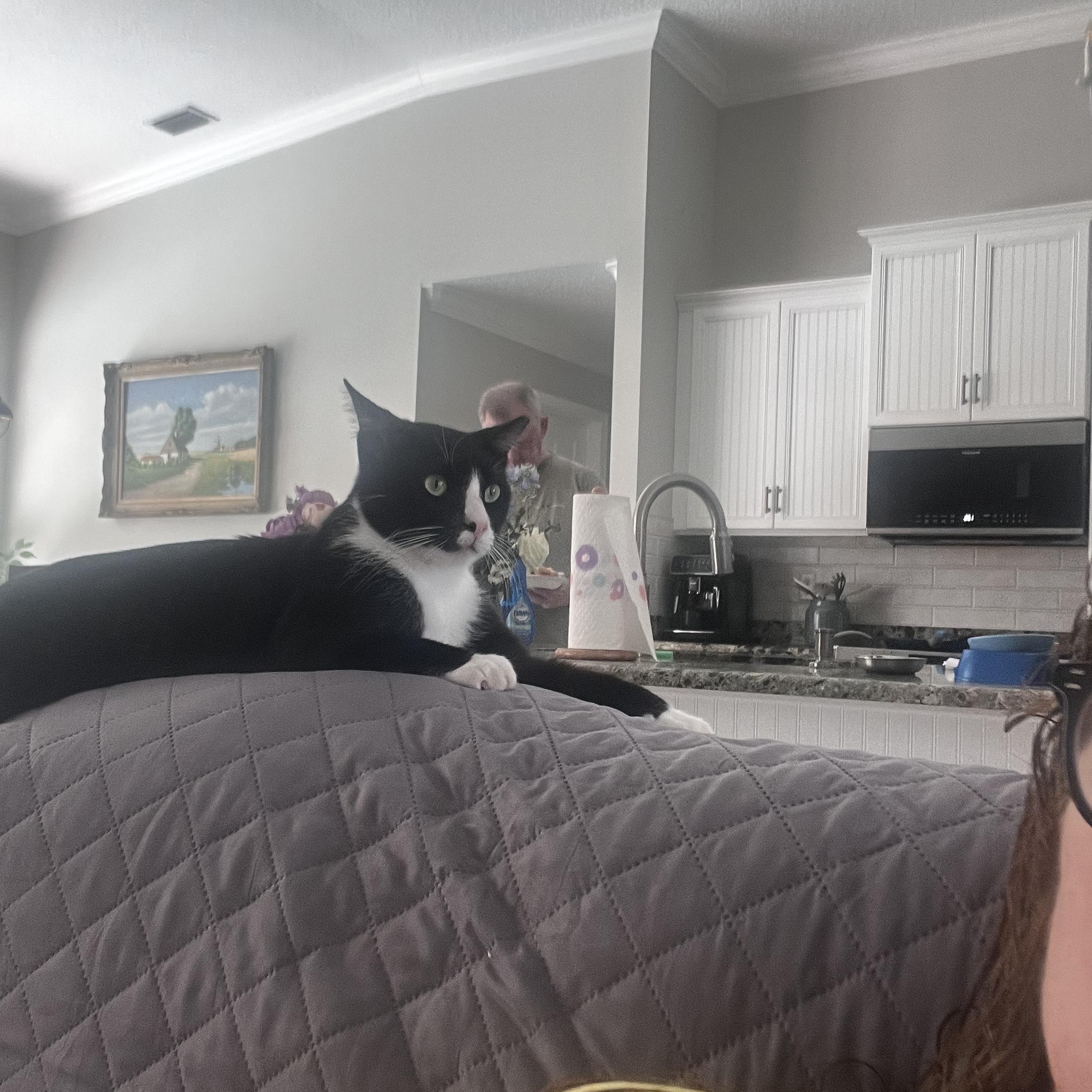 Enlarge Gizmo, an adopted Tuxedo in Ormond Beach, FL image 2/5