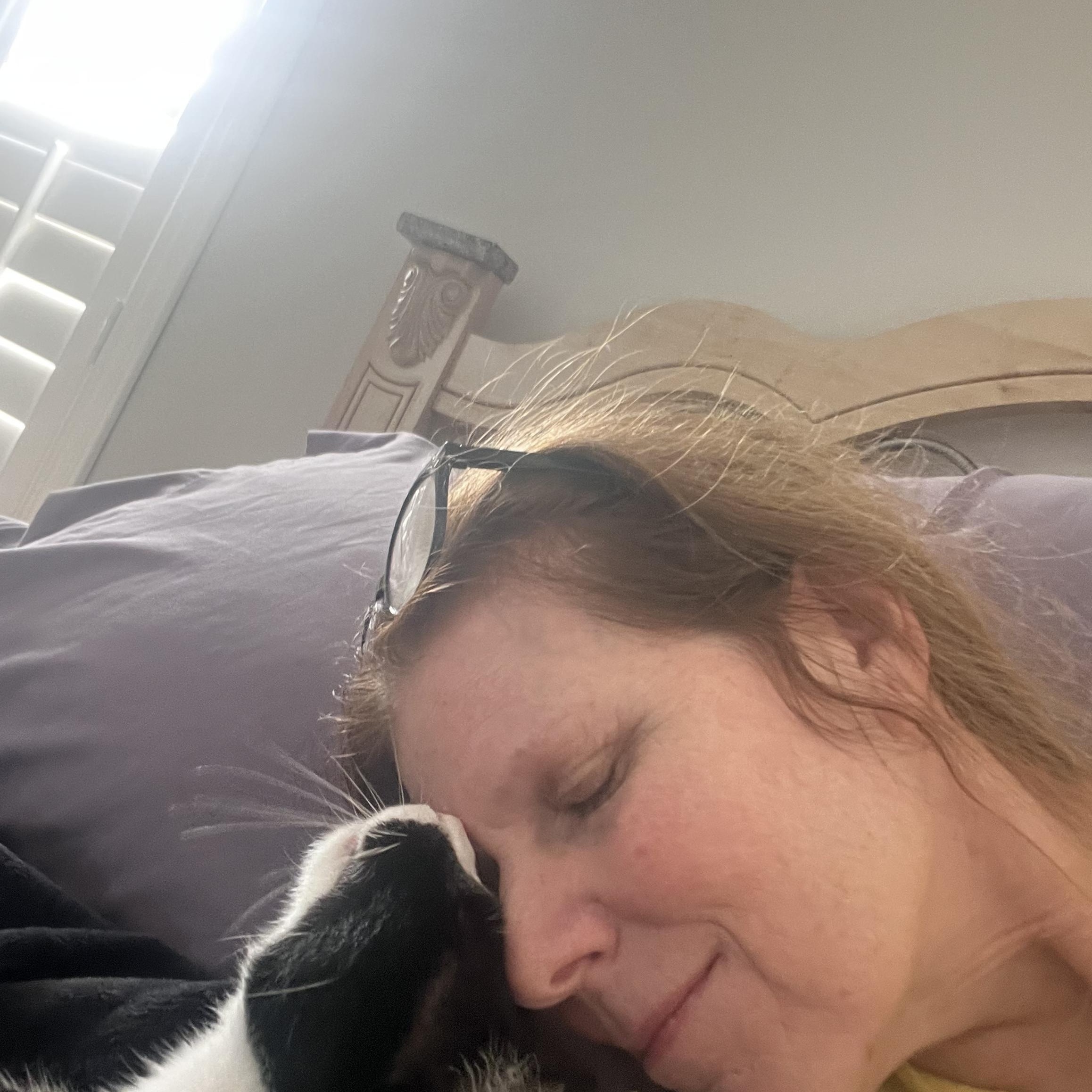 Enlarge Gizmo, an adopted Tuxedo in Ormond Beach, FL image 3/5