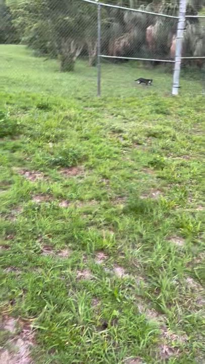 Enlarge Gizmo, an adopted Tuxedo in Ormond Beach, FL video 4/5