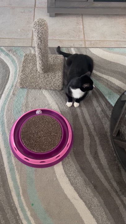 Enlarge Gizmo, an adopted Tuxedo in Ormond Beach, FL video 5/5