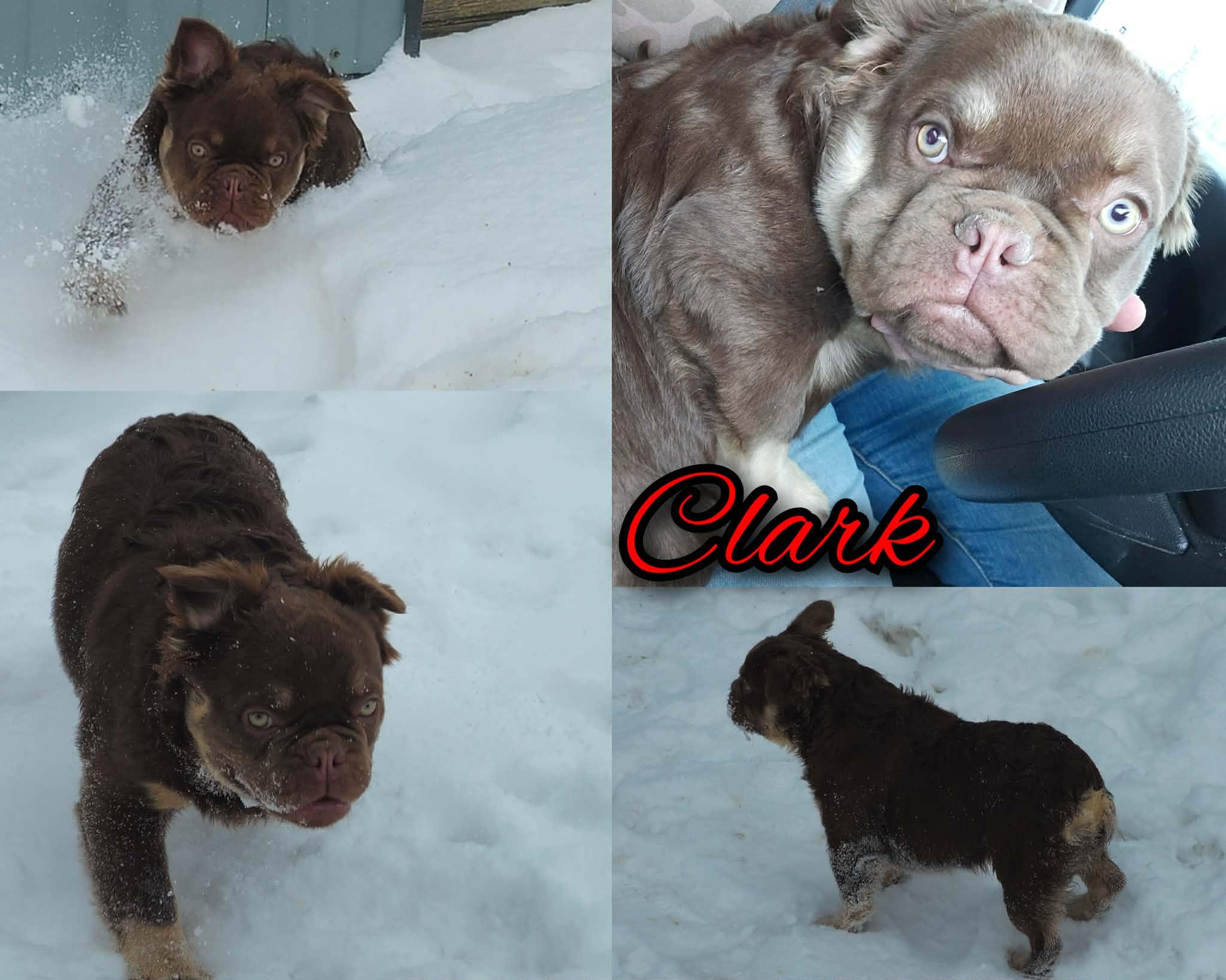 Clark, ADOPTABLE, Puppy Male French Bulldog.