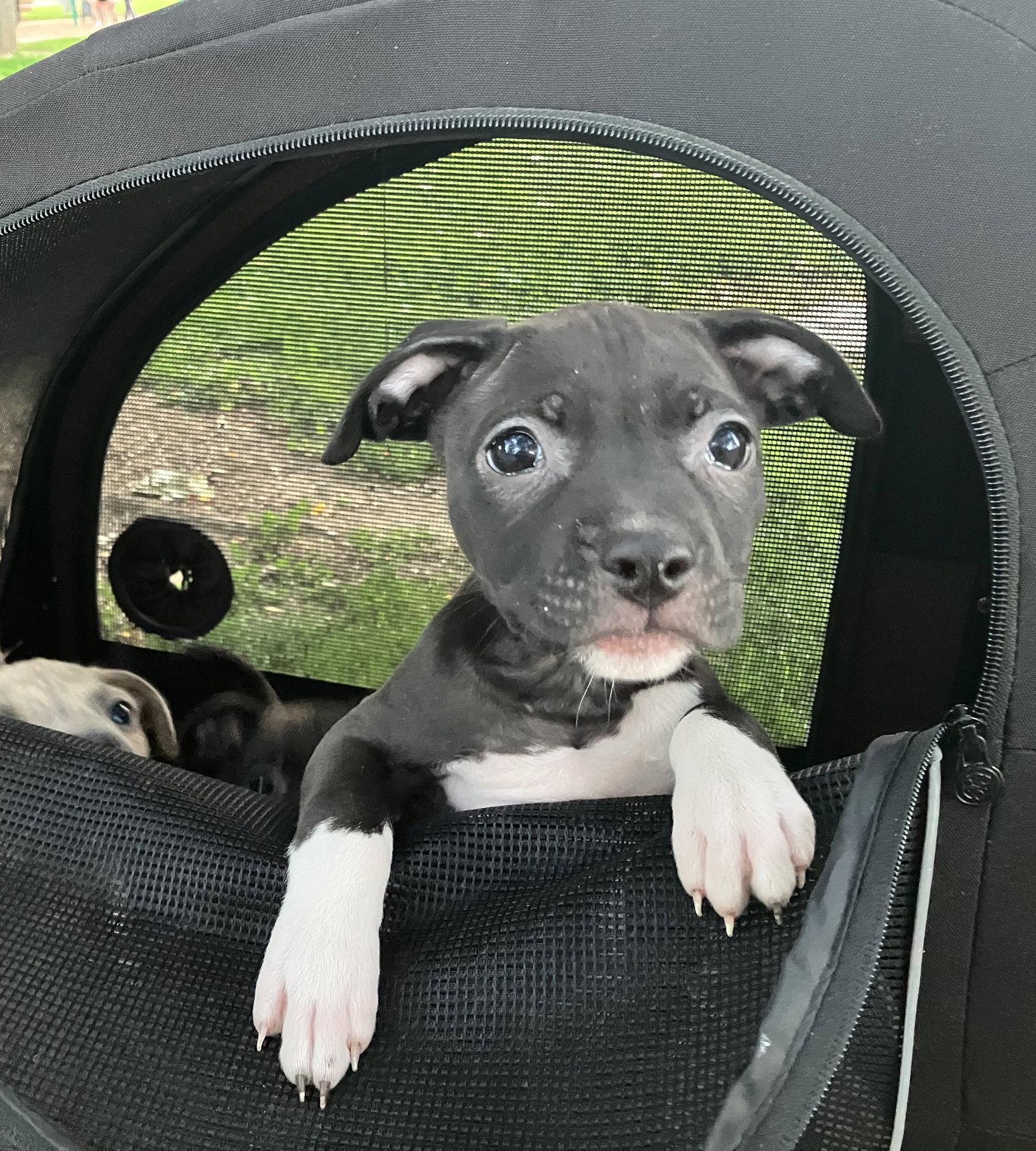Sequoia, Adopted, Puppy Female Staffordshire Bull Terrier & Australian Shepherd.