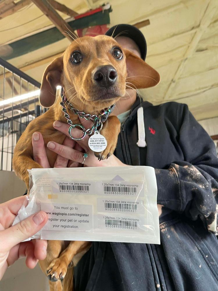 Petra, Adoptable, Puppy Female Dachshund & Fox Terrier.