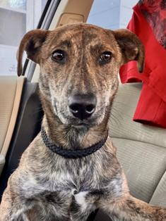 Barnaby, adopted, Young Male Plott Hound.