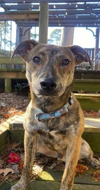 Enlarge Barnaby, an adopted mixed breed in Shreveport, LA image 2/3