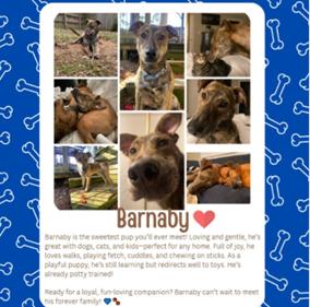 Enlarge Barnaby, an adopted mixed breed in Shreveport, LA image 3/3