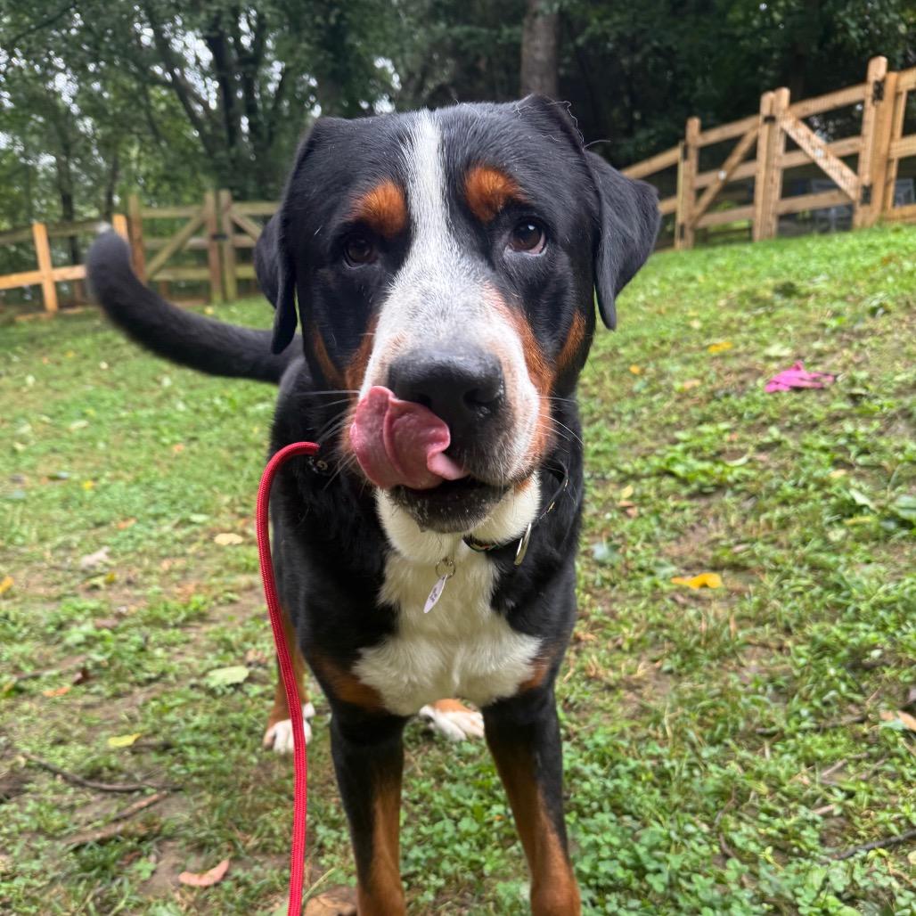 Alabama, Adoptable, Adult Male Greater Swiss Mountain Dog.