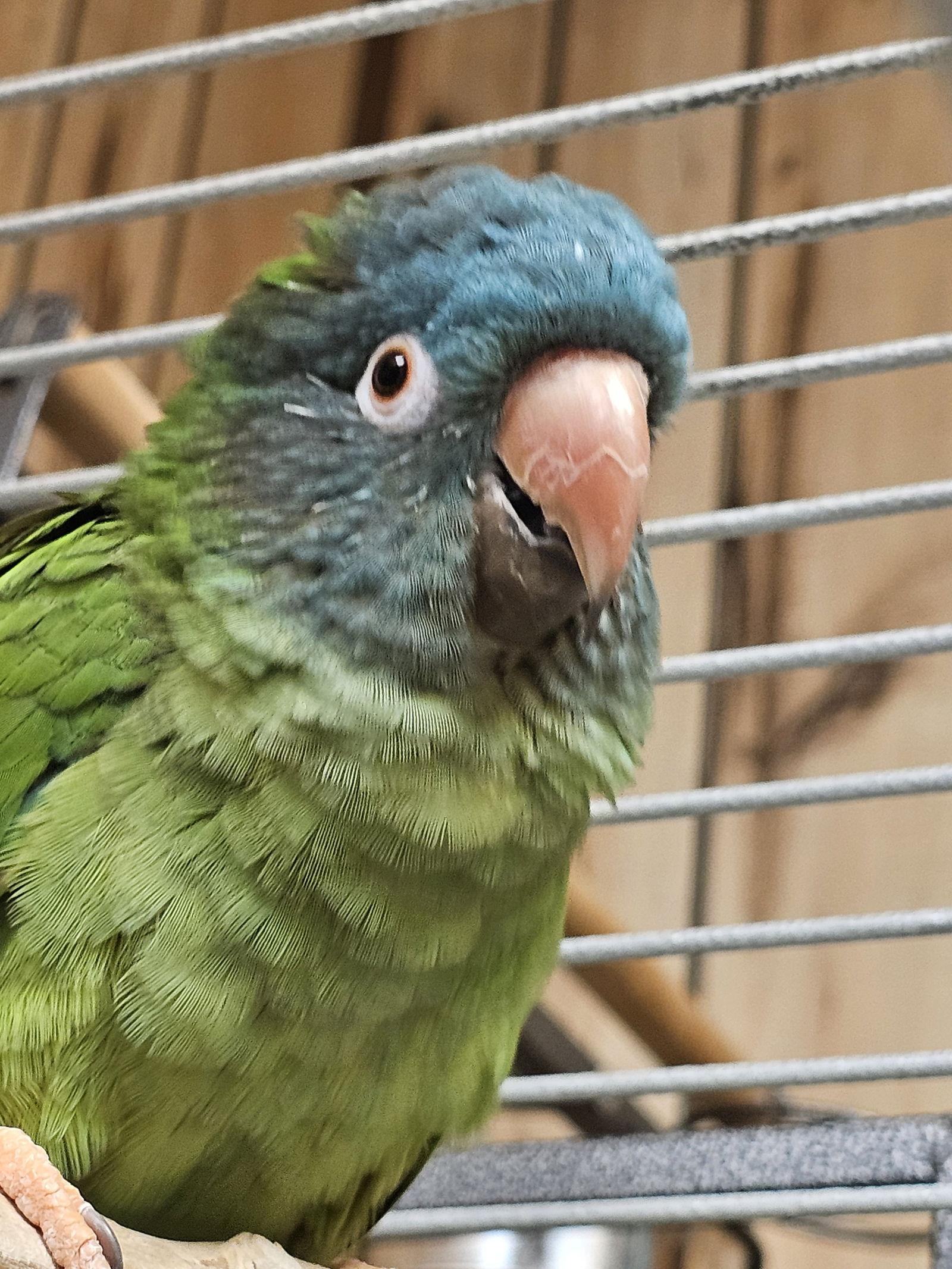 Enlarge Pepper, a Adoptable Conure in Inverness, FL image 1/1