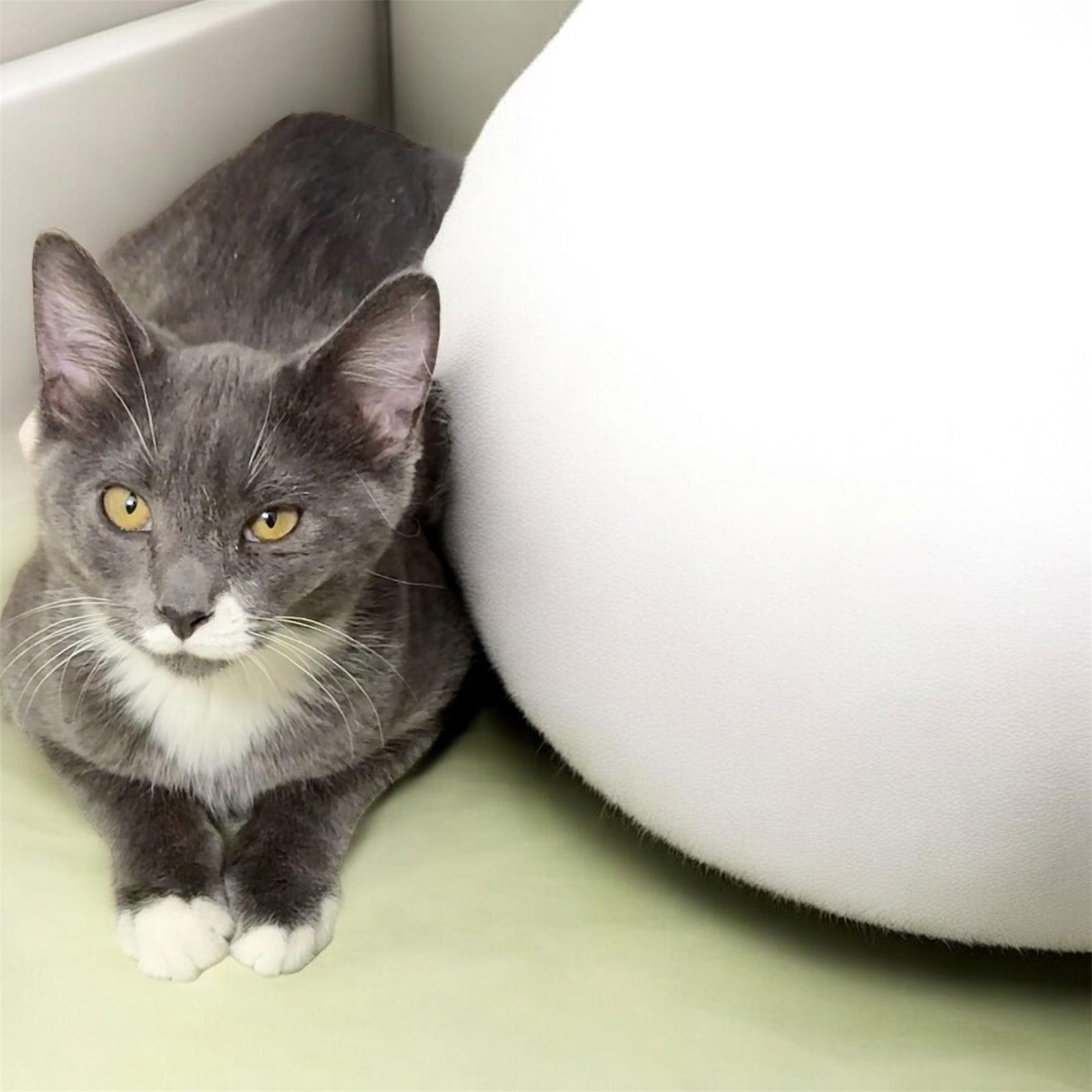 Enlarge Maeve, a Adoptable Domestic Short Hair in Hanover, PA image 1/1