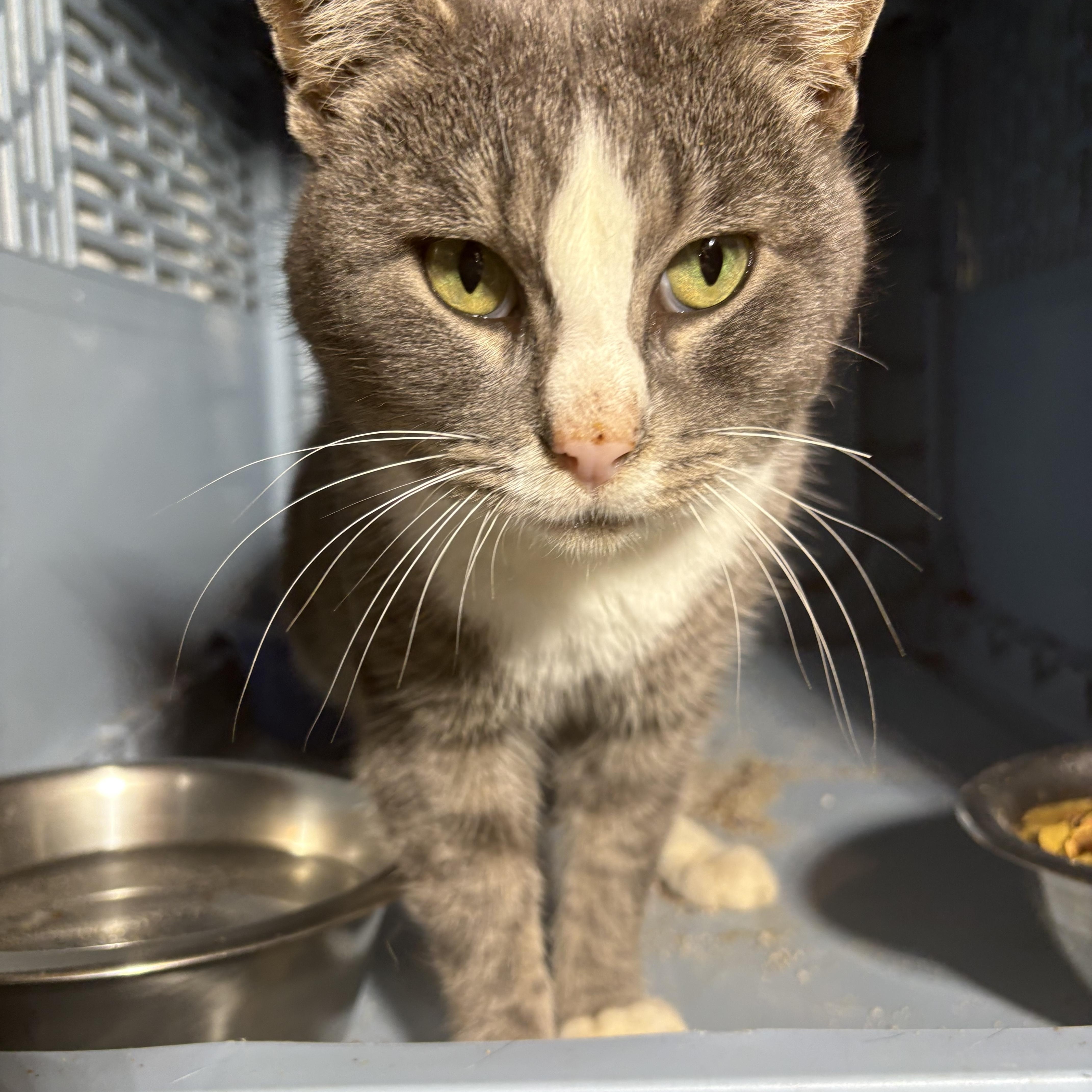 Wilbur, Adoptable, Adult Male Domestic Short Hair.