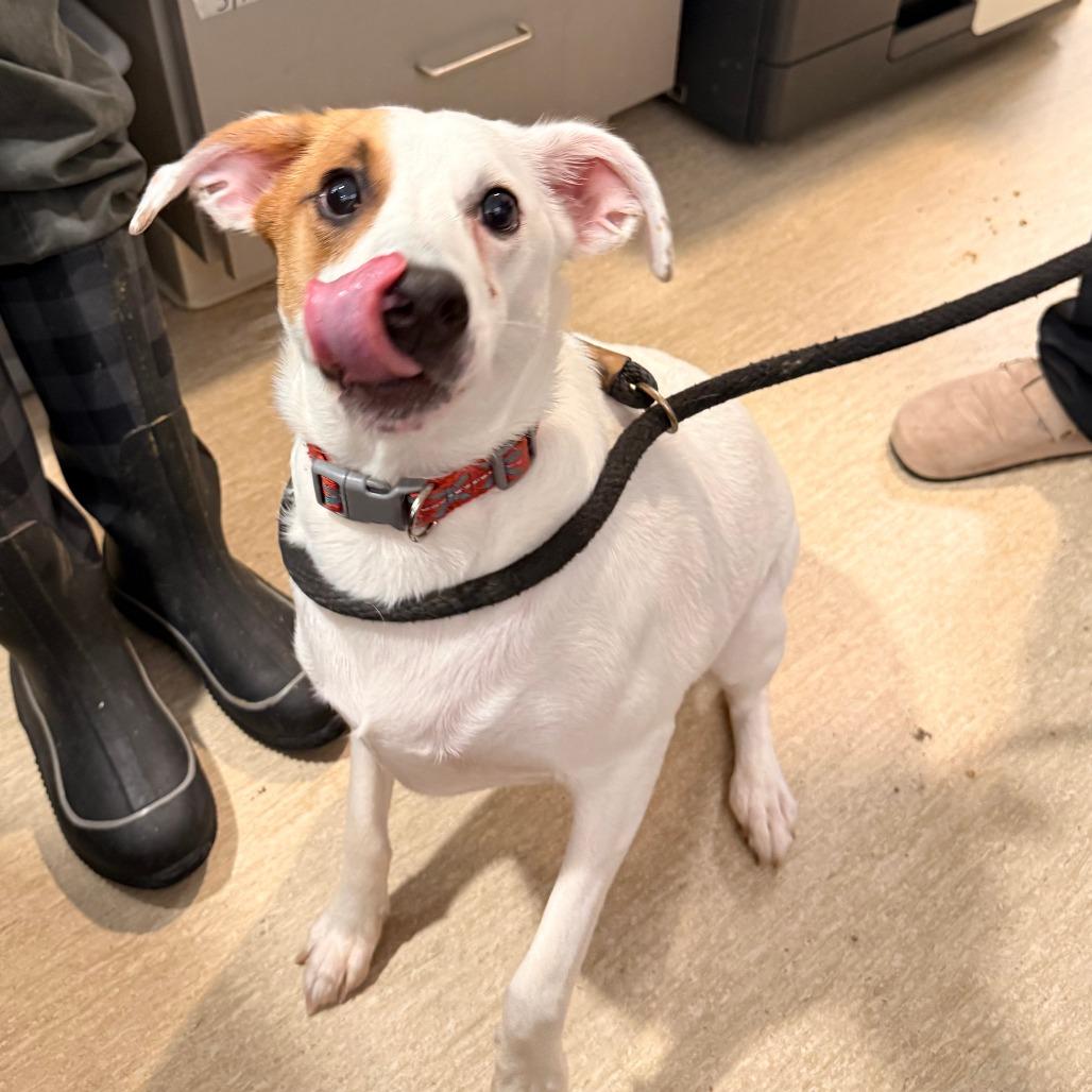 Wrath Aka Zeus, Adoptable, Adult Male Mixed Breed.