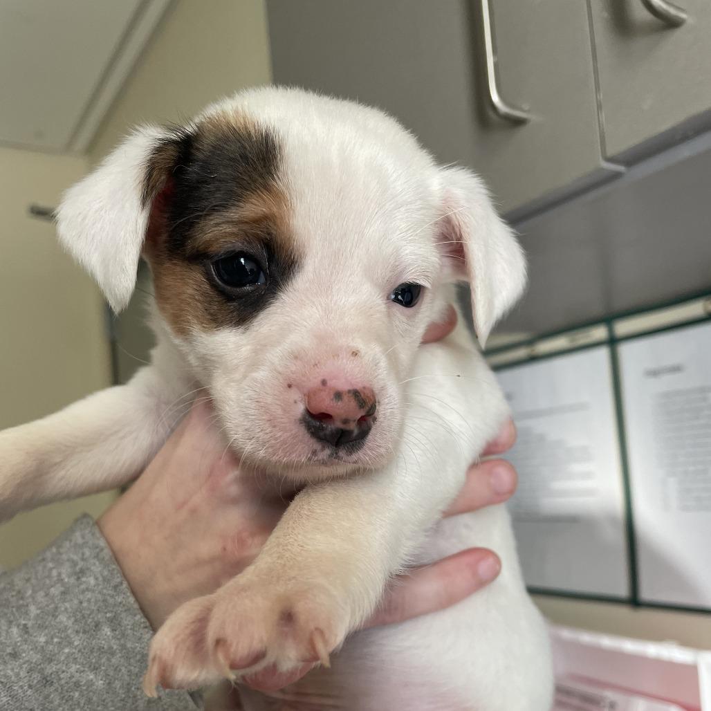 Wrath Aka Zeus, a Adoptable Mixed Breed in Red House, WV image 2/2