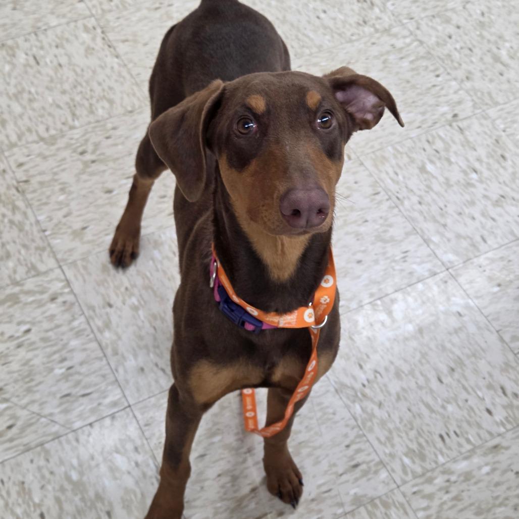 Delta, Adoptable, Young Female Doberman Pinscher.