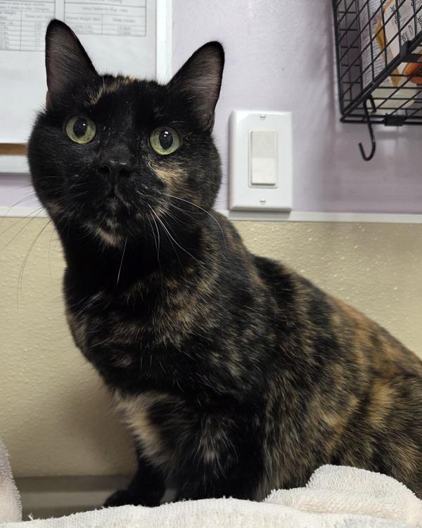 Enlarge Diva, a Adoptable mixed breed in Vancouver, WA image 1/1