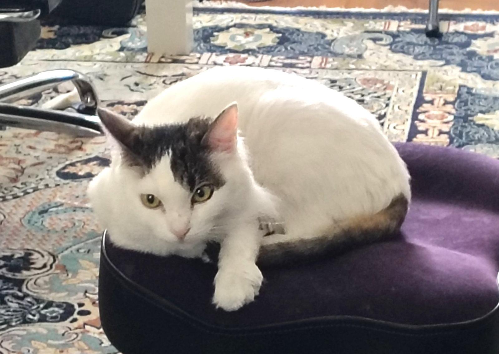 Milkshake (bonded with Sundae), Adopted, Adult Female Domestic Long Hair.