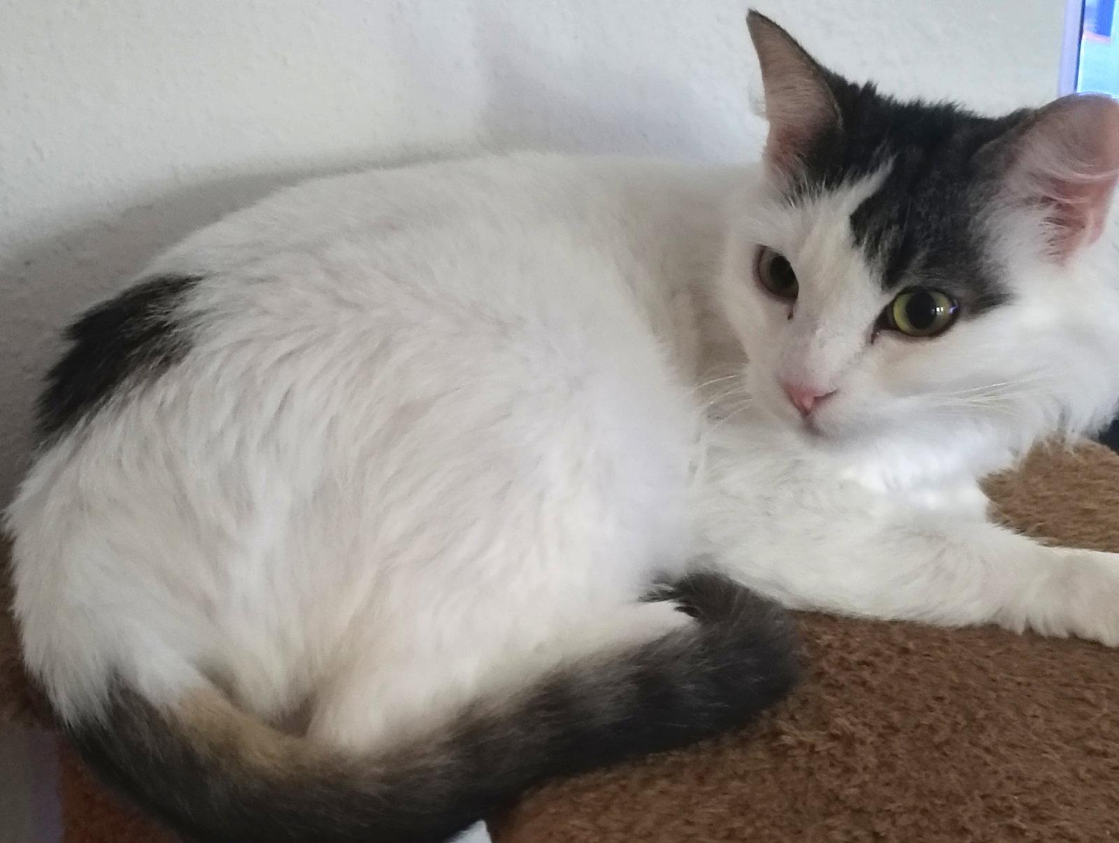Milkshake (bonded with Sundae), a Adopted Domestic Long Hair in Oakland, CA image 2/2