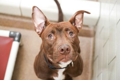 Enlarge Coraline, a Adoptable mixed breed in Golden Valley, MN image 1/3