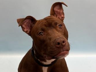 Enlarge Coraline, a Adoptable mixed breed in Golden Valley, MN image 2/3