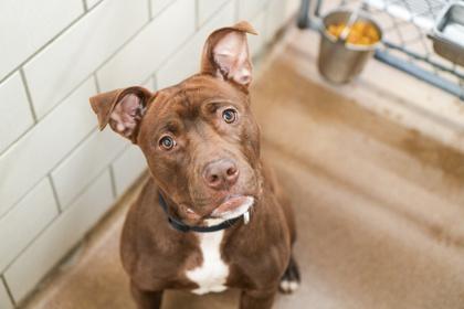 Enlarge Coraline, a Adoptable mixed breed in Golden Valley, MN image 3/3