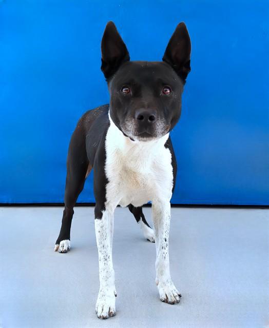 HARRISON, Adoptable, Adult Male Pit Bull Terrier & German Shepherd Dog.