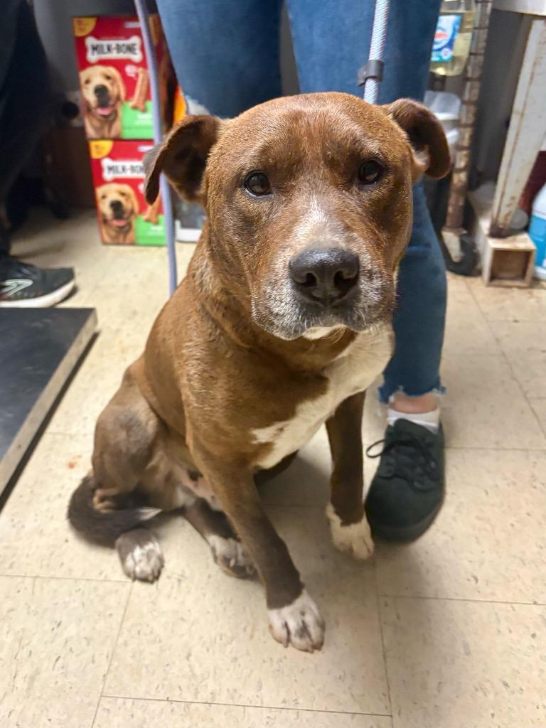 Enlarge Chico Stick, a Adoptable mixed breed in Chillicothe, OH image 1/1