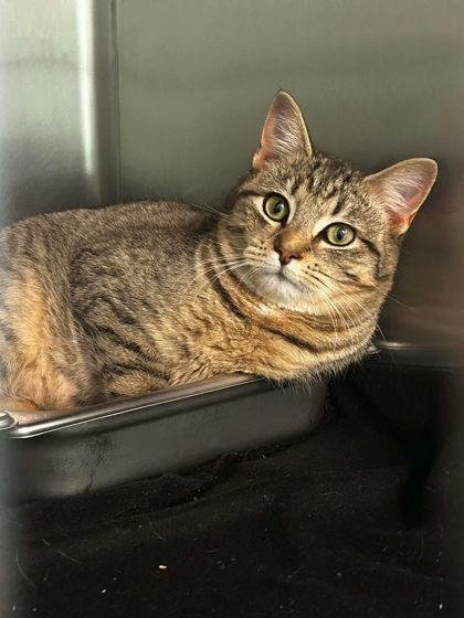 Pretty Boy, Adoptable, Adult Male Domestic Short Hair & Domestic Short Hair.