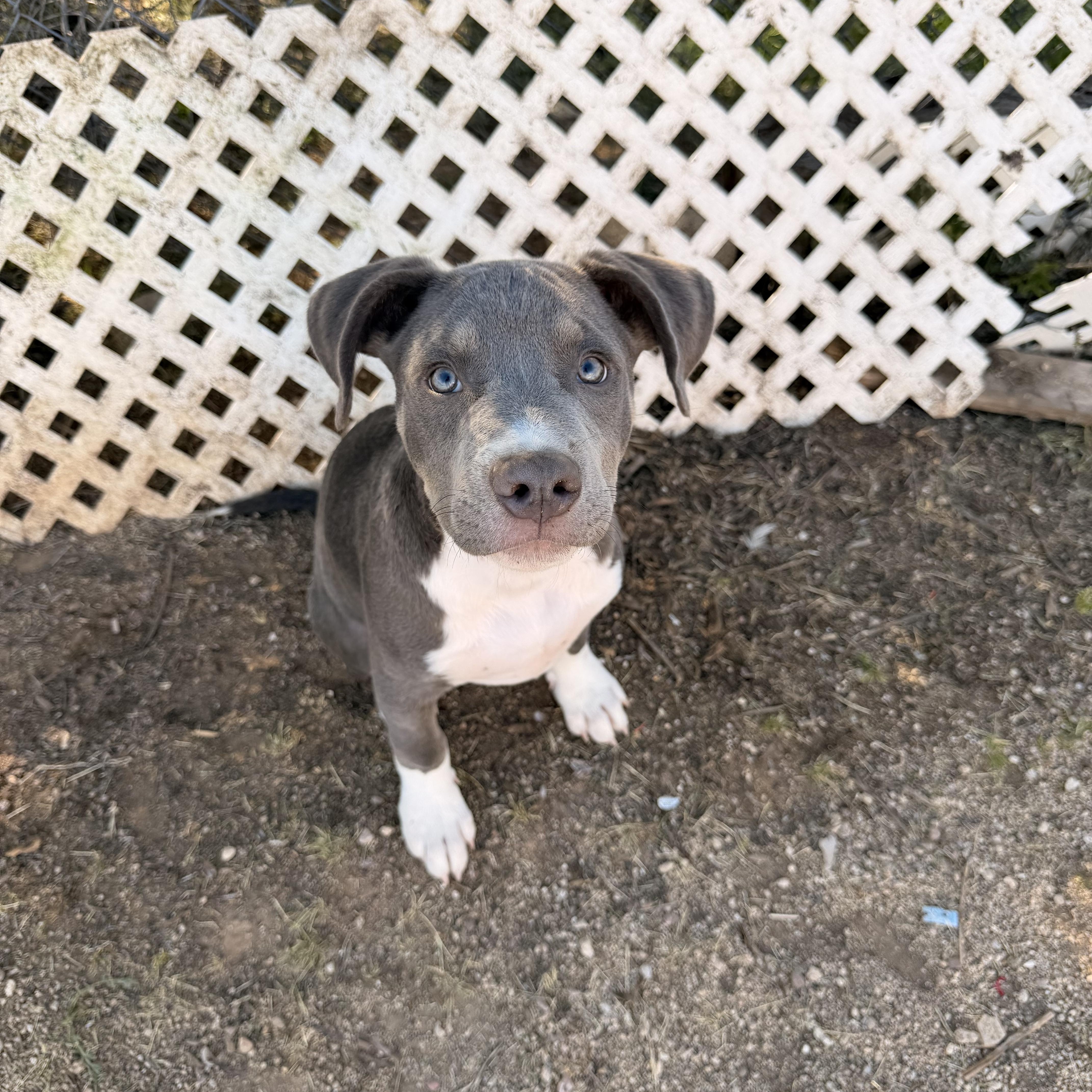 Jack, ADOPTABLE, Young Male Pit Bull Terrier.