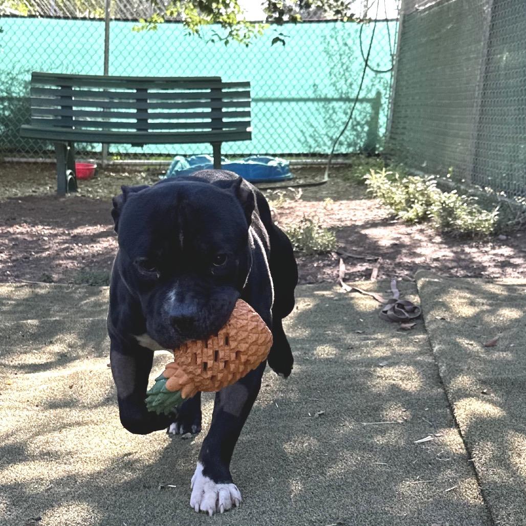 Enlarge Harley, a Adoptable Pit Bull Terrier in Flagstaff, AZ image 1/6