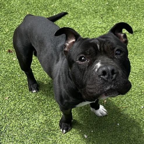 Enlarge Harley, a Adoptable Pit Bull Terrier in Flagstaff, AZ image 2/6