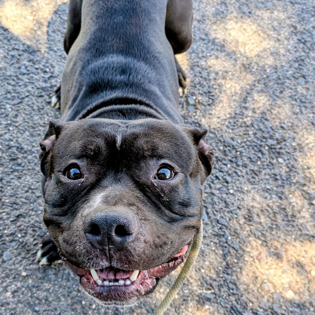 Enlarge Harley, a Adoptable Pit Bull Terrier in Flagstaff, AZ image 3/6