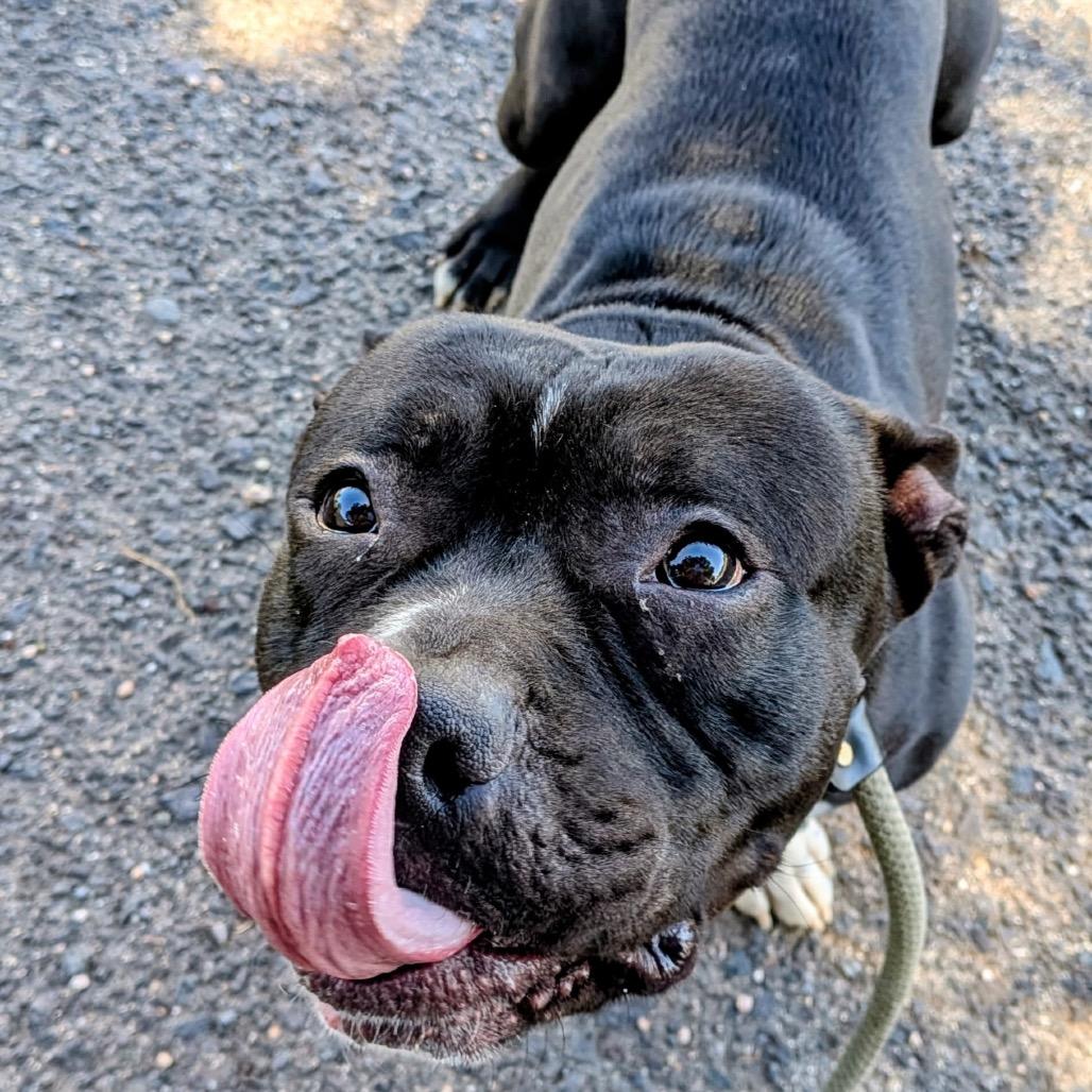 Enlarge Harley, a Adoptable Pit Bull Terrier in Flagstaff, AZ image 4/6