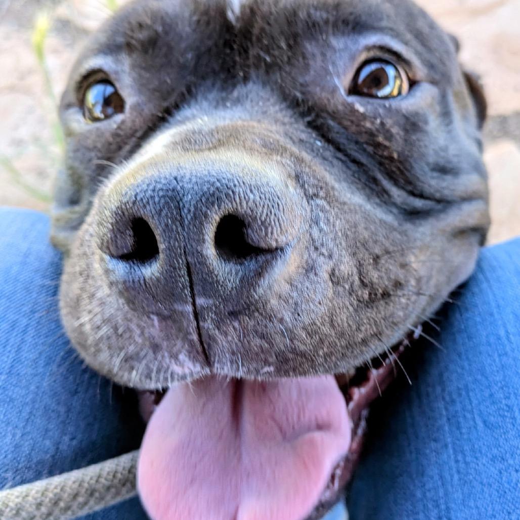 Enlarge Harley, a Adoptable Pit Bull Terrier in Flagstaff, AZ image 5/6