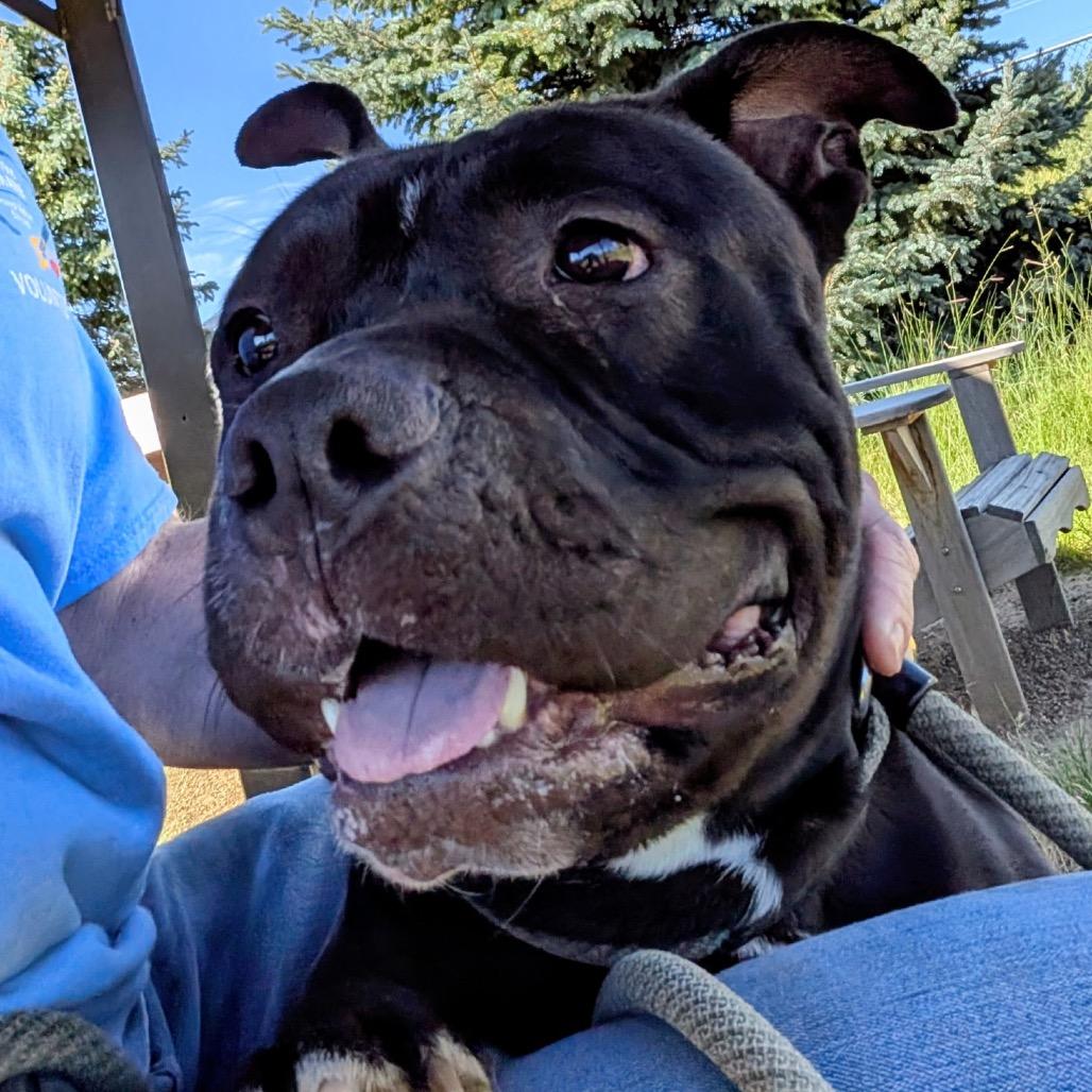 Enlarge Harley, a Adoptable Pit Bull Terrier in Flagstaff, AZ image 6/6