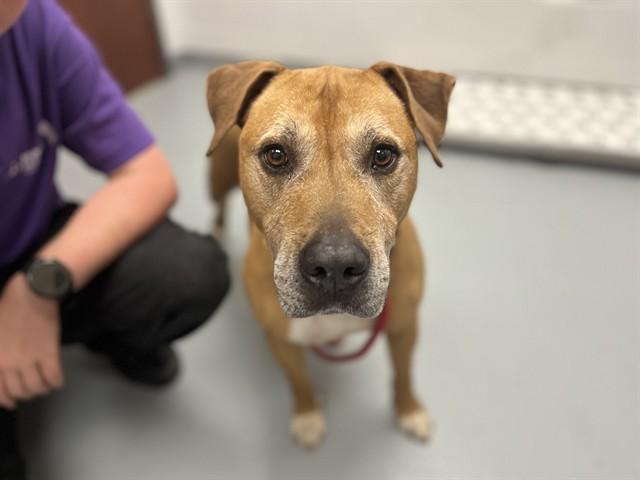 Enlarge BUSTER, a Adoptable Mixed Breed in Saint Cloud, FL image 1/1