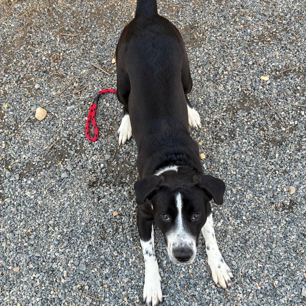 Moose Track, Adoptable, Adult Male Mixed Breed.