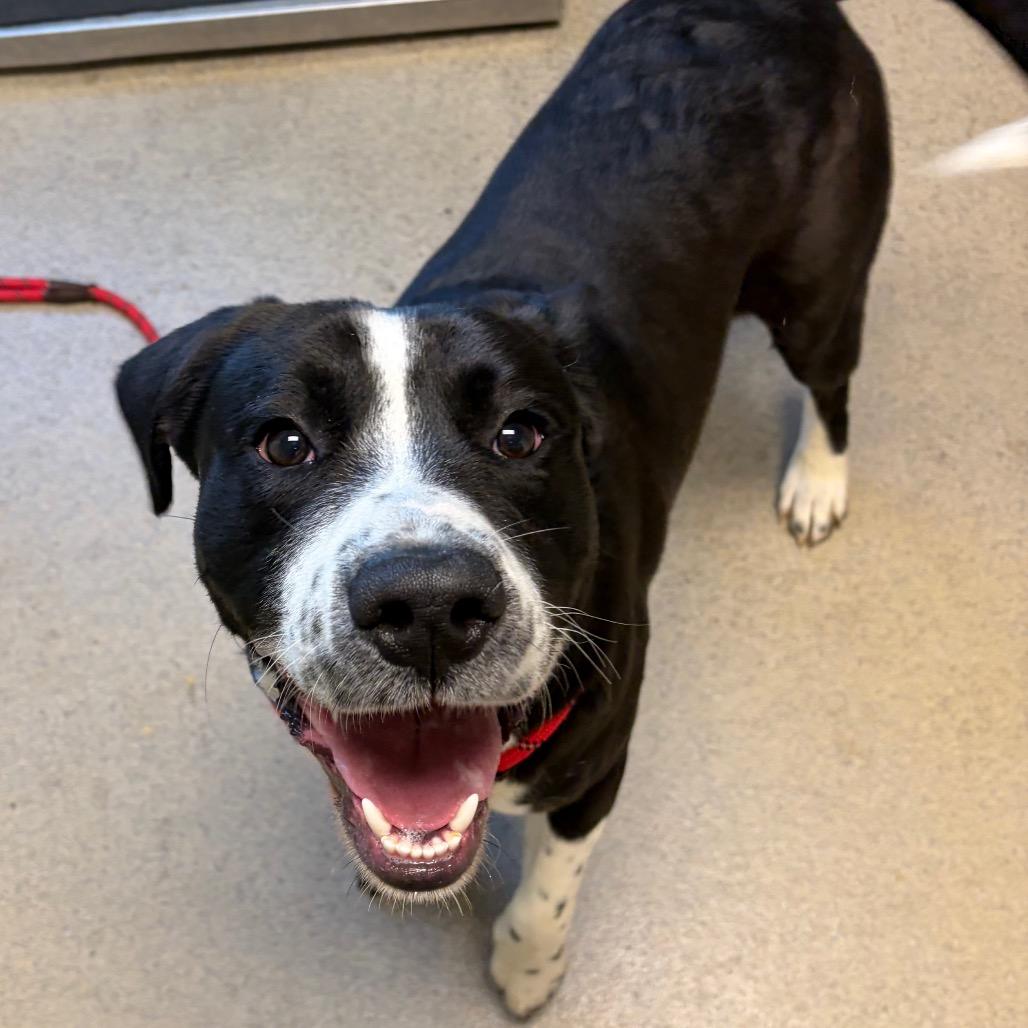 Enlarge Moose Track, a Adoptable Mixed Breed in Fredericksburg, VA image 2/6
