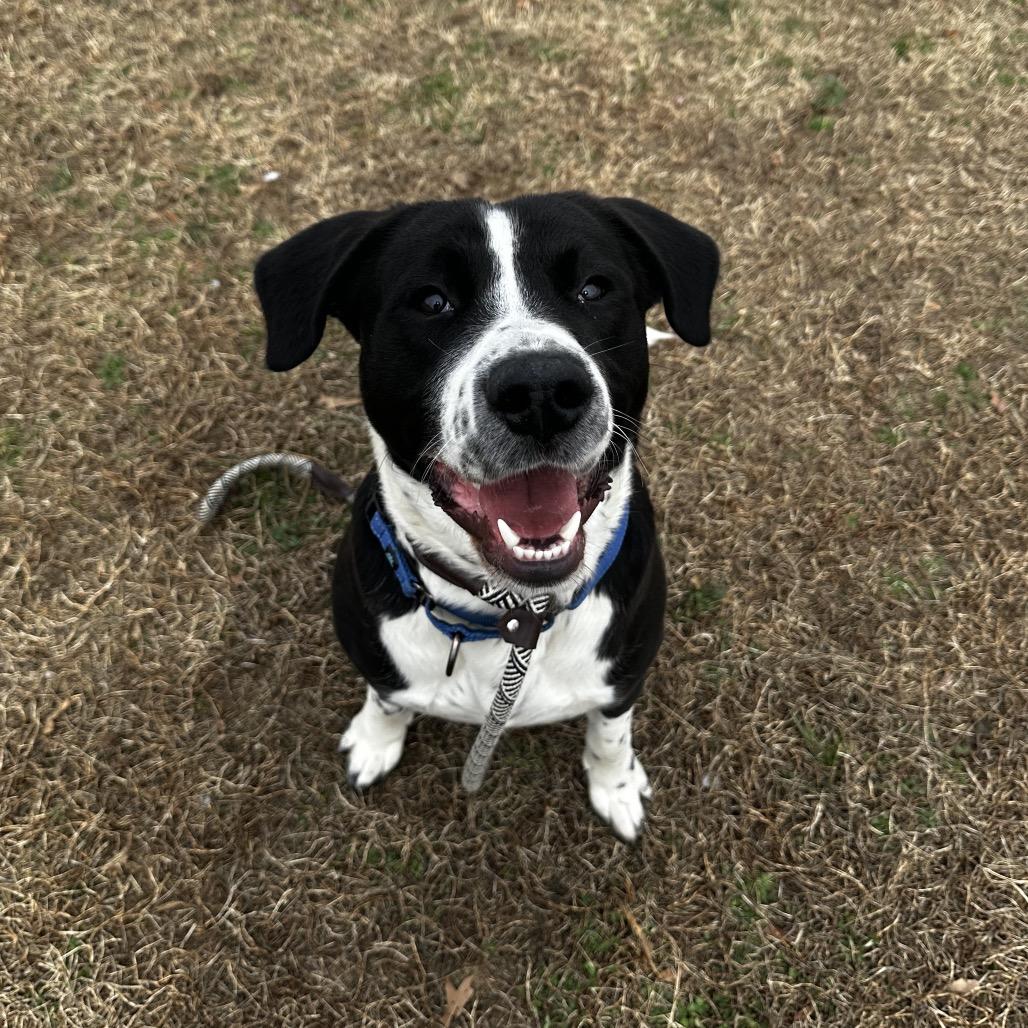 Enlarge Moose Track, a Adoptable Mixed Breed in Fredericksburg, VA image 3/6