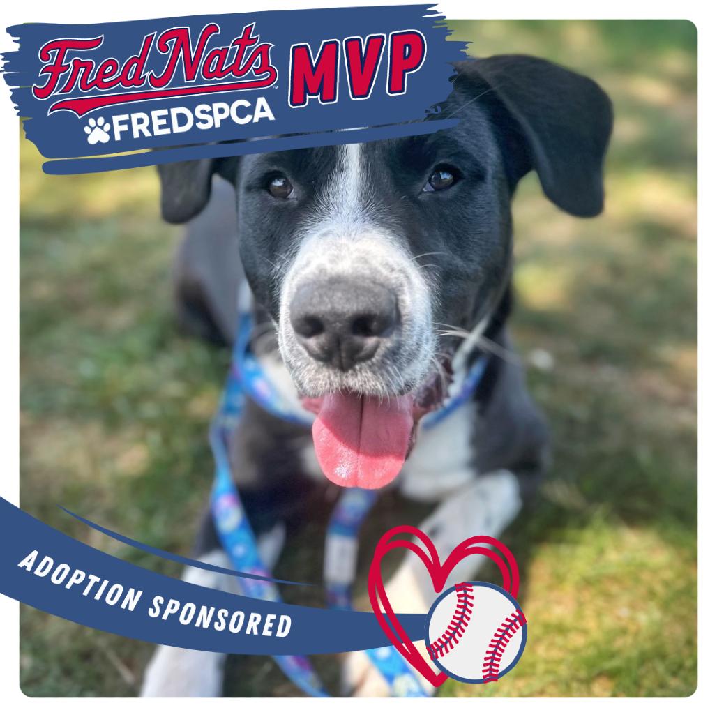 Enlarge Moose Track, a Adoptable Mixed Breed in Fredericksburg, VA image 6/6