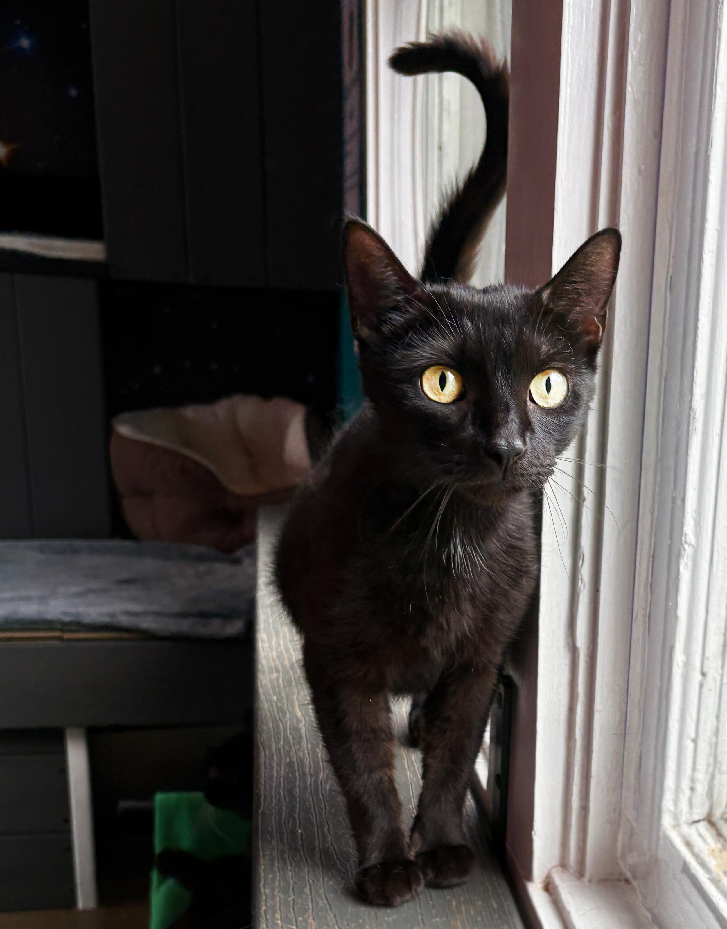 Enlarge Mielikki, a ADOPTABLE Domestic Short Hair in Asheville, NC image 1/1