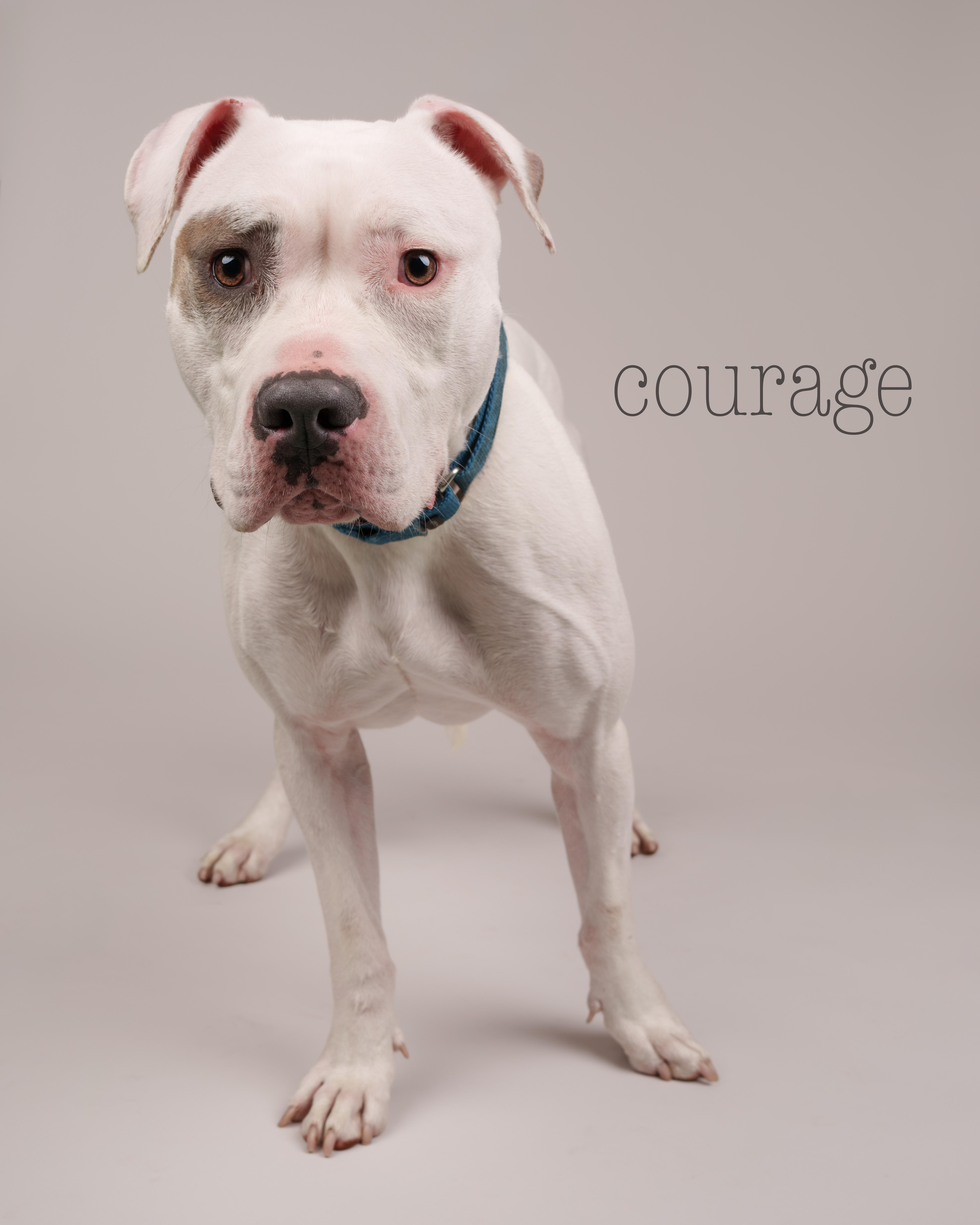 Enlarge Courage, a Adoptable mixed breed in Southold, NY image 1/1