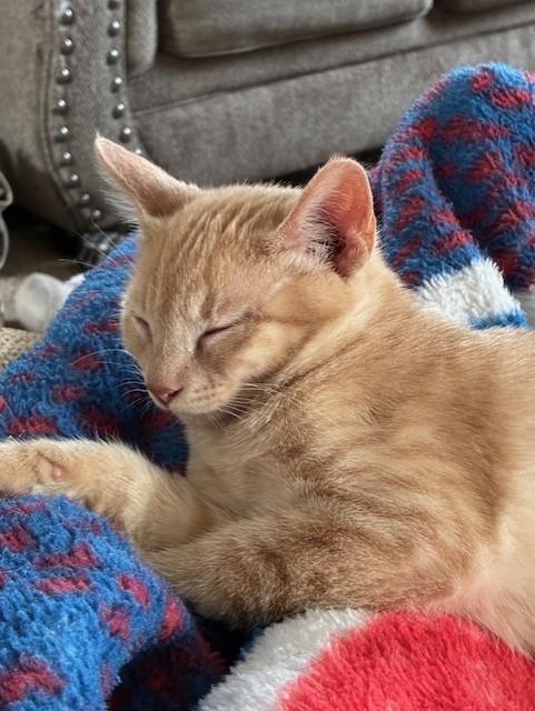 Creamer, ADOPTABLE, Kitten Male Domestic Short Hair.