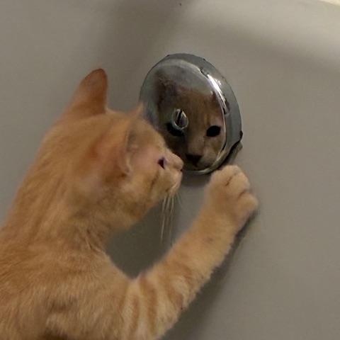 Enlarge Creamer, a ADOPTABLE mixed breed in Danville, IL image 2/3