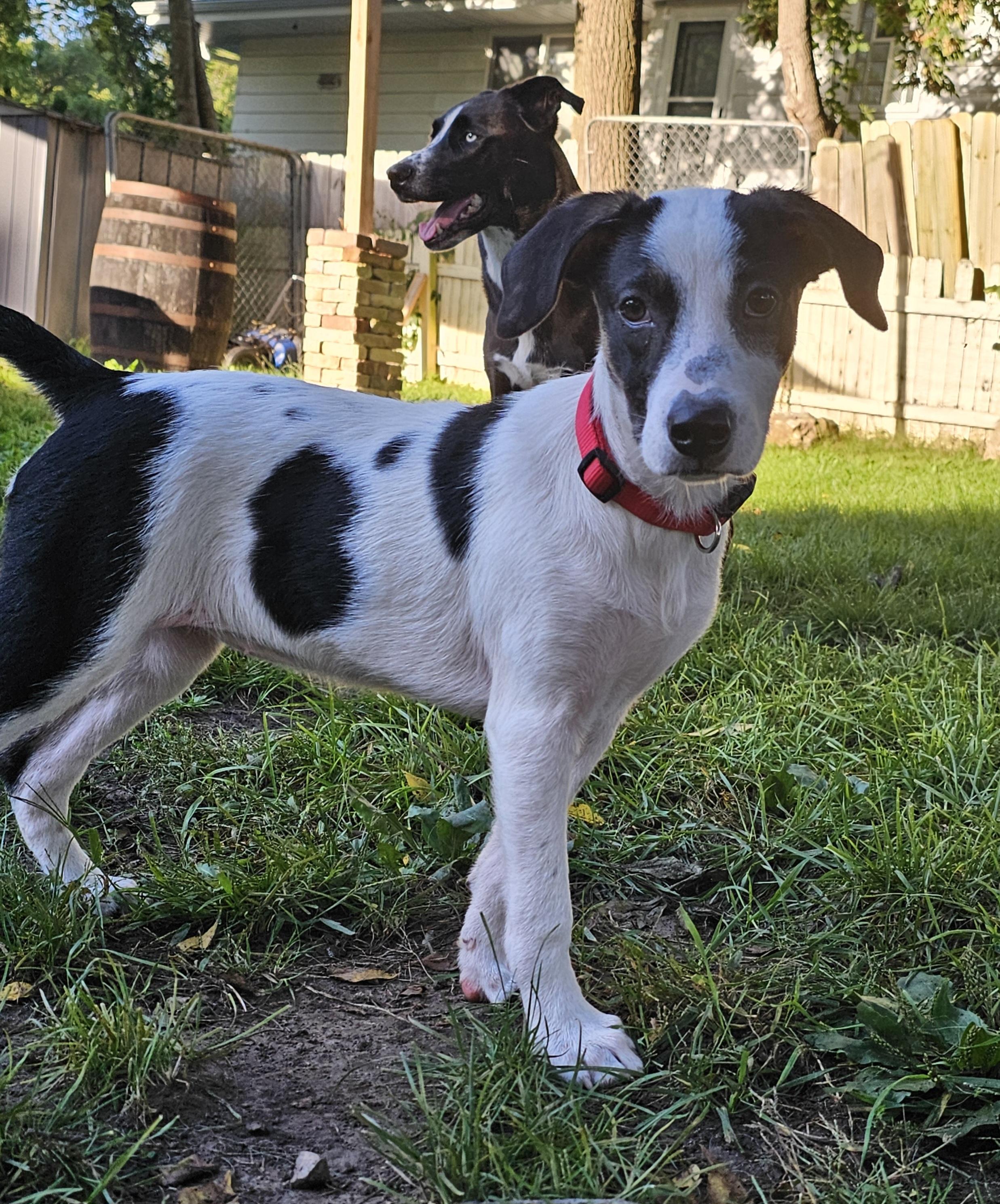 Enlarge Cheerio the pointer mix, a Adoptable mixed breed in Muskego, WI image 5/6