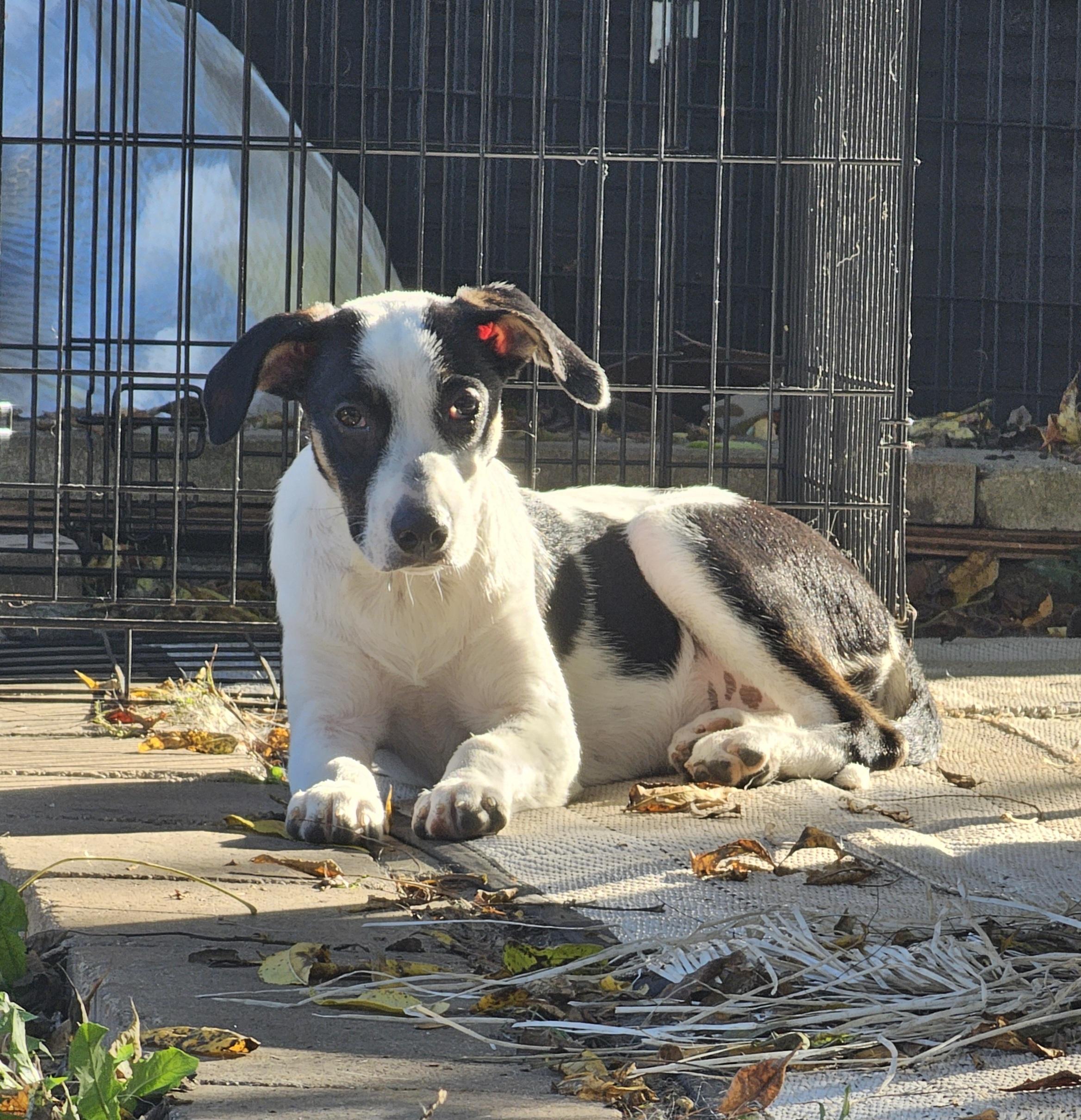 Enlarge Cheerio the pointer mix, a Adoptable mixed breed in Muskego, WI image 6/6