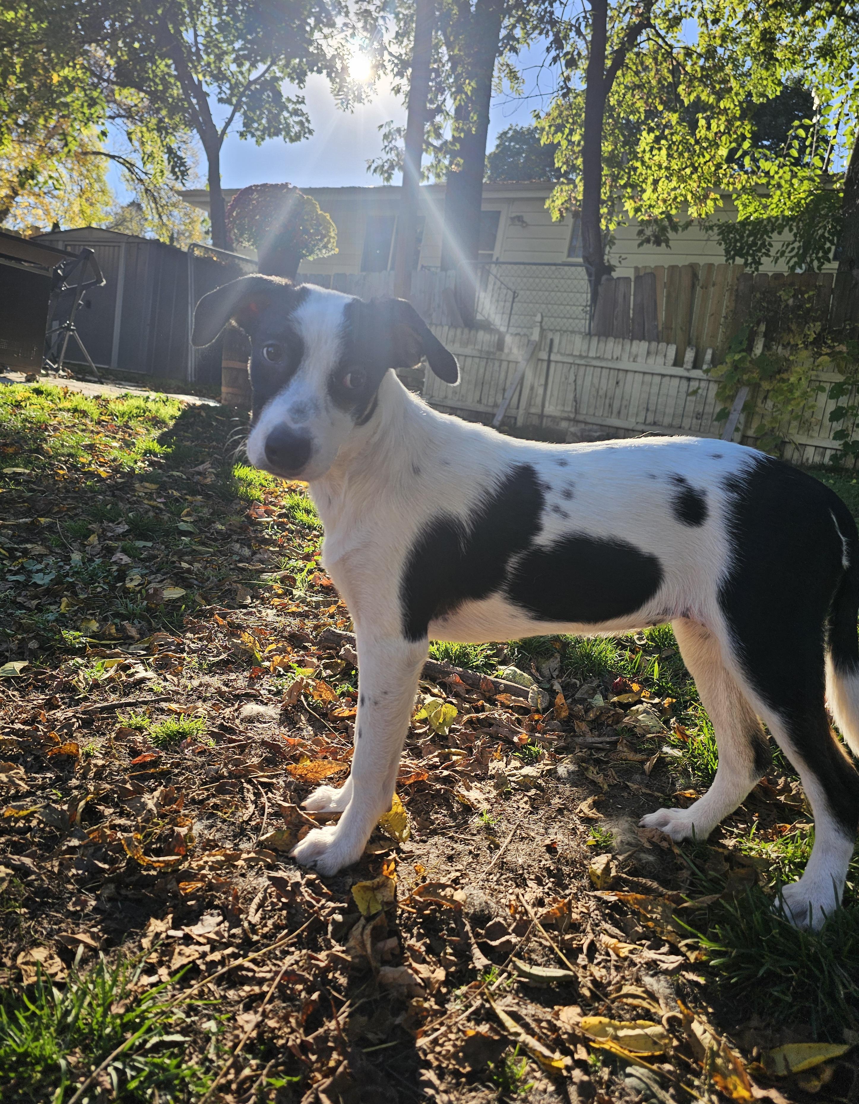 Enlarge Cheerio the pointer mix, a Adoptable mixed breed in Muskego, WI image 2/6