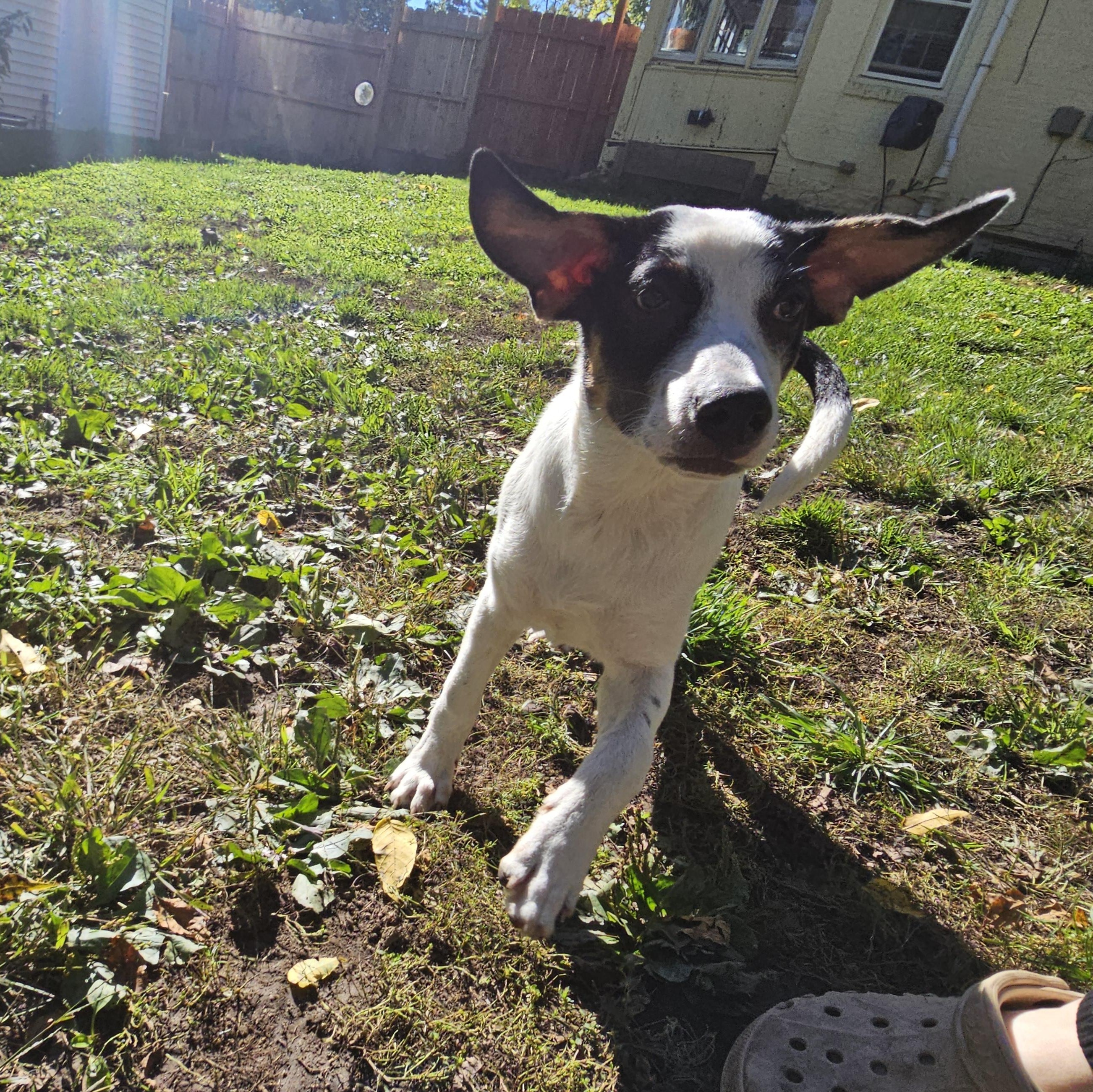 Enlarge Cheerio the pointer mix, a Adoptable mixed breed in Muskego, WI image 4/6