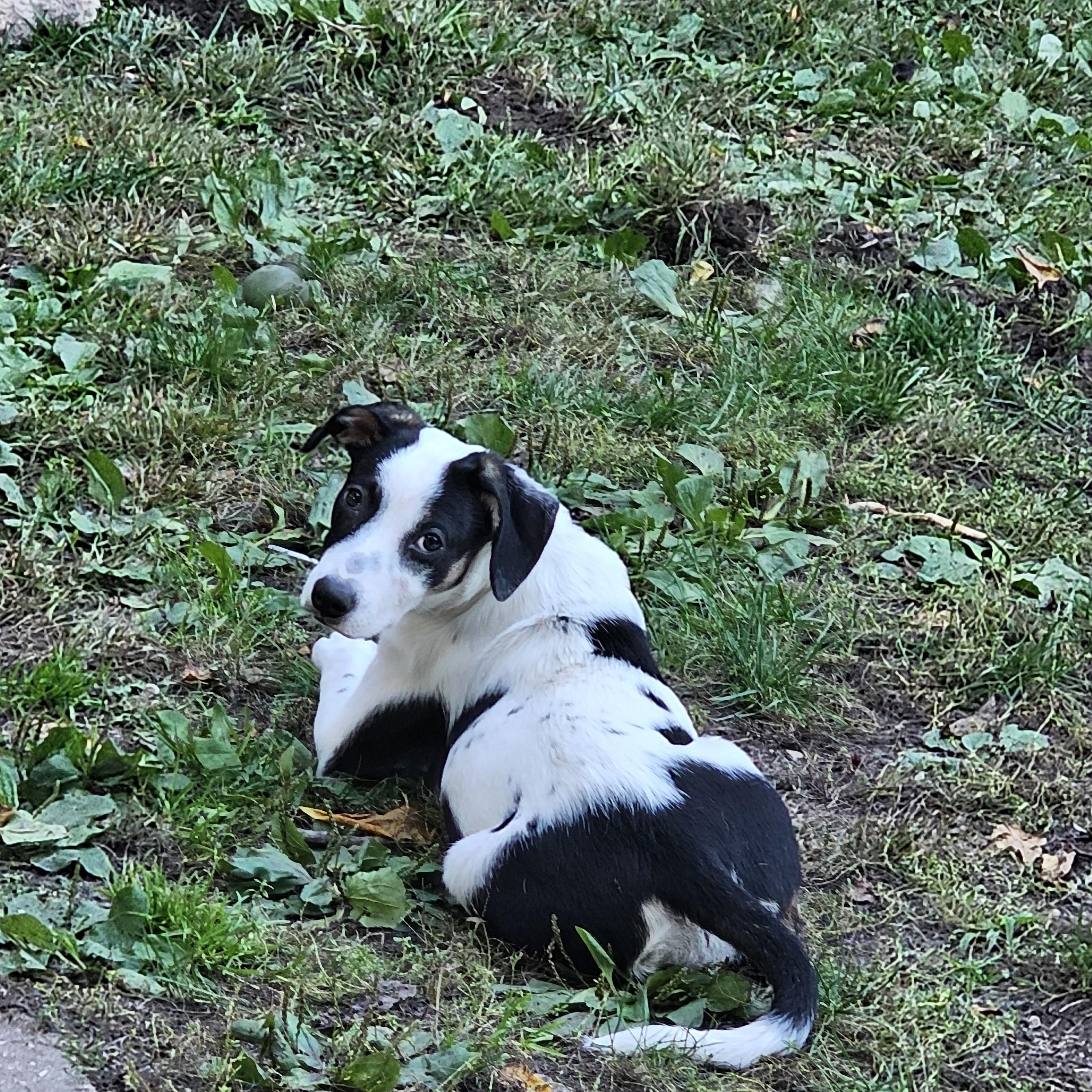 Enlarge Cheerio the pointer mix, a Adoptable mixed breed in Muskego, WI image 3/6
