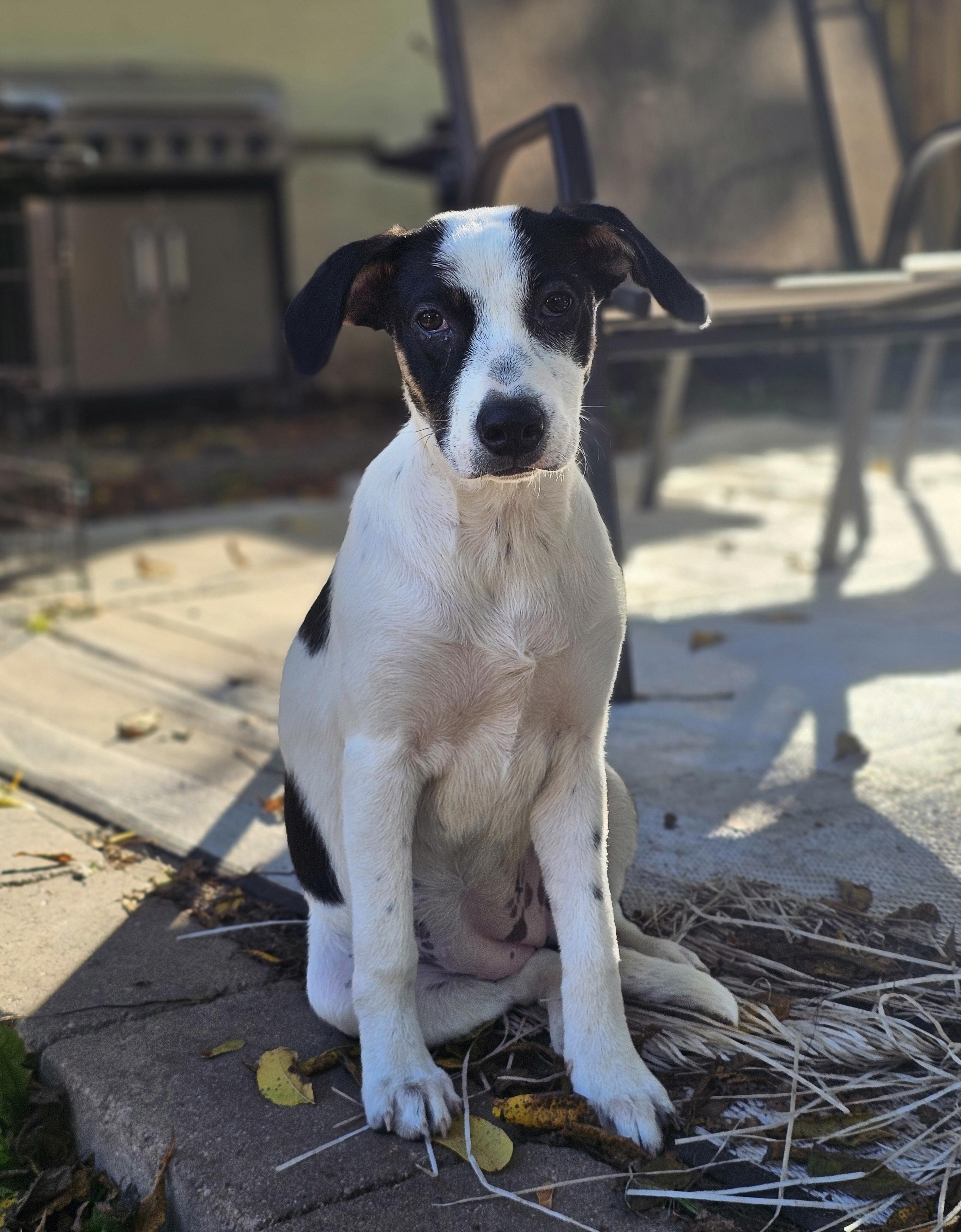 Enlarge Cheerio the pointer mix, a Adoptable mixed breed in Muskego, WI image 1/6