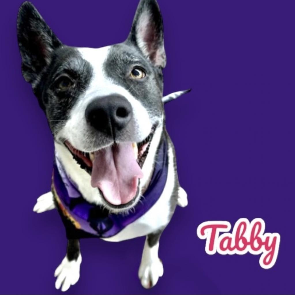 Enlarge Ziva, a Adoptable mixed breed in Scottsdale, AZ image 1/1